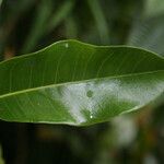 Melicope borbonica Leaf