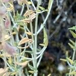 Teucrium marum Leaf