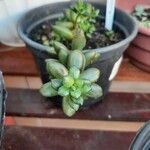 Sedum hernandezii Foglia