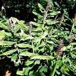 Hedychium gardnerianum Habit