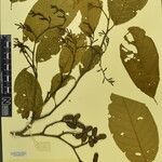 Alnus nepalensis 其他