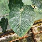 Philodendron ornatum ᱥᱟᱠᱟᱢ