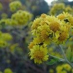 Chrysanthemum lavandulifolium