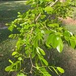 Copaifera langsdorffii Leaf