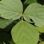 Calopogonium mucunoides Leaf