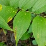 Streptopus lanceolatus Leaf