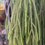 Dacrydium cupressinum Folla