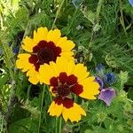 Coreopsis tinctoria Cvet