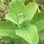 Asclepias latifolia ᱥᱟᱠᱟᱢ