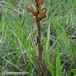 Orobanche gracilis Elinympäristö