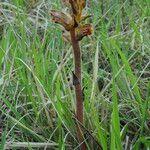 Orobanche gracilis Hábito