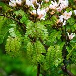 Tessmannia anomala Flor