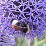 Echinops bannaticus Fula