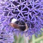 Echinops bannaticus Flower