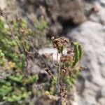 Hypericum ericoides Leaf