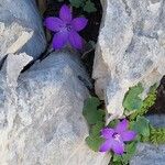 Campanula arvaticaBlüte