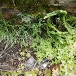 Asplenium x alternifolium 形態