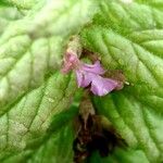 Teucrium scordium 花