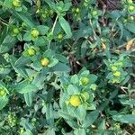 Hypericum frondosum Leaf