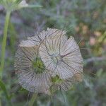 Lomelosia stellata Mbuma