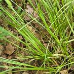 Carex lurida Ліст