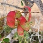 Tara spinosa Fruit