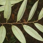 Xylopia sericea List