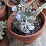 Kalanchoe rhombopilosa Folha