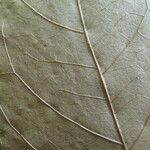 Inga brachystachys Otro