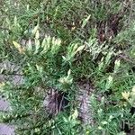 Genista linifoliaЦвят