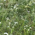 Heliotropium longiflorum बार्क (छाल)