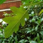 Solanum capsicoides Leaf