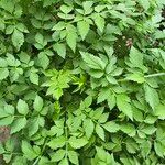 Oenanthe sarmentosa Leaf