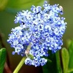 Ceanothus impressus फूल