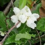 Chaenomeles speciosa ফুল