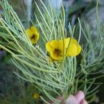 Senna artemisioides Blüte