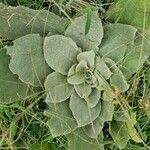 Verbascum boerhavii Лист