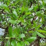 Commiphora madagascariensis Leaf