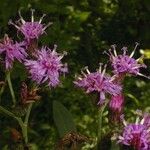 Vernonia gigantea Flower