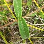 Mandevilla hirsuta List