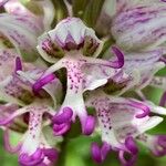 Orchis simia Flower