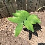 Polygonatum biflorum Leaf