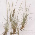 Festuca lemanii Habitatea