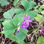 Oxalis triangularis Habit