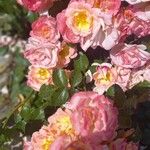 Rosa spp. Plante entière