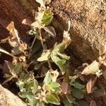 Atriplex semibaccata Агульны выгляд