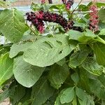 Phytolacca acinosaHedelmä