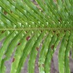 Blechnum gibbum Leaf