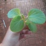 Begonia hirtellaLeaf