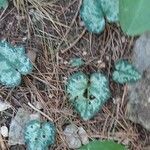 Cyclamen balearicum Leaf